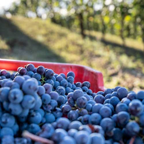 Cassetta di grappoli di Nebbiolo