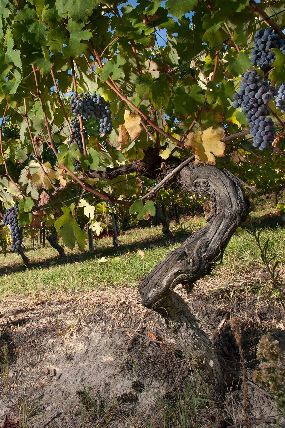 Viti vecchie di nebbiolo