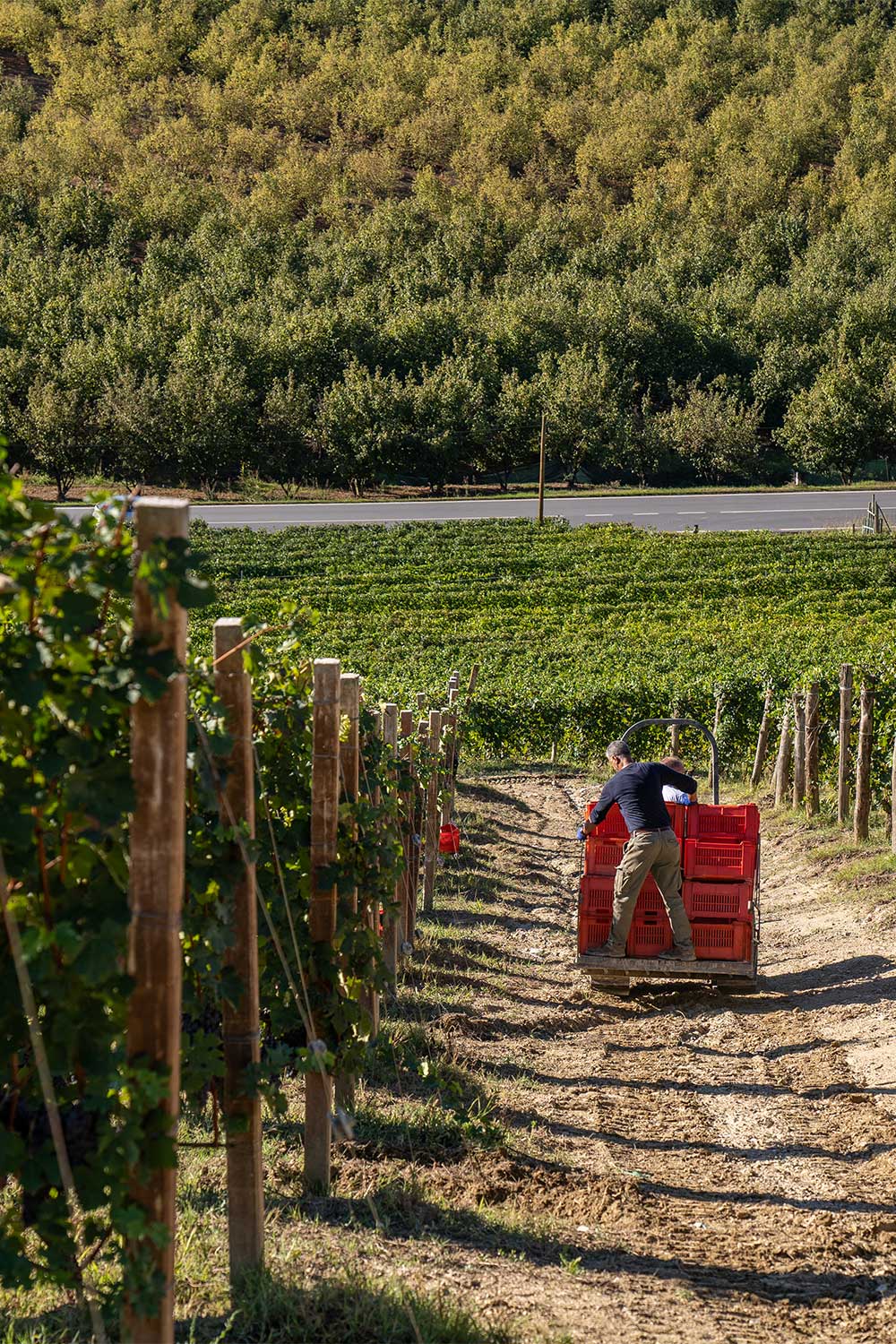 Lavoro manuale in Gallina