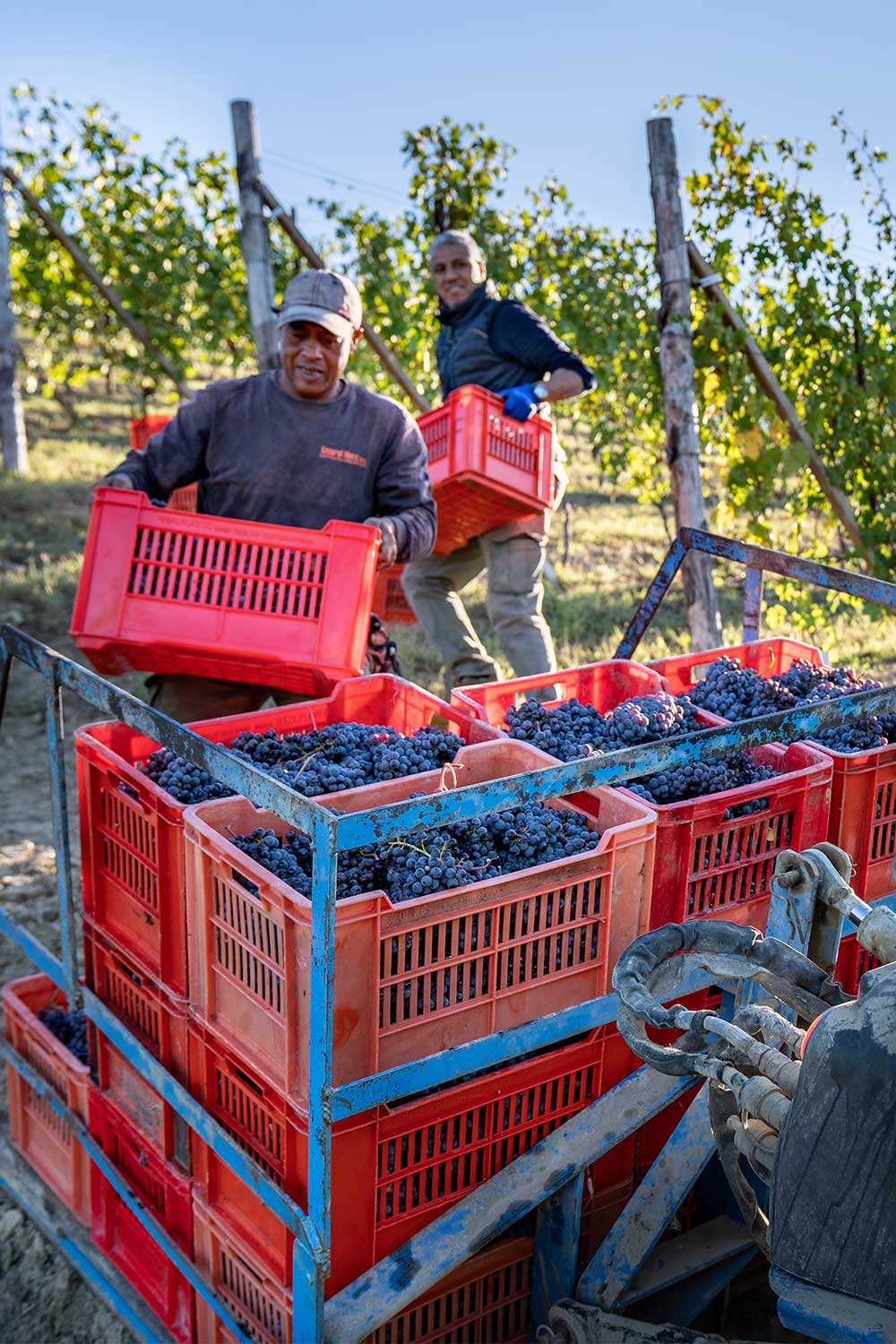 Harvest Nebbiolo grapes in boxes