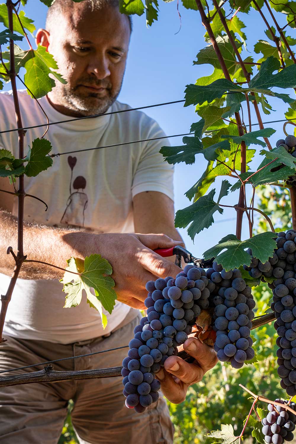 Manual harvest of nebbiolo grapes