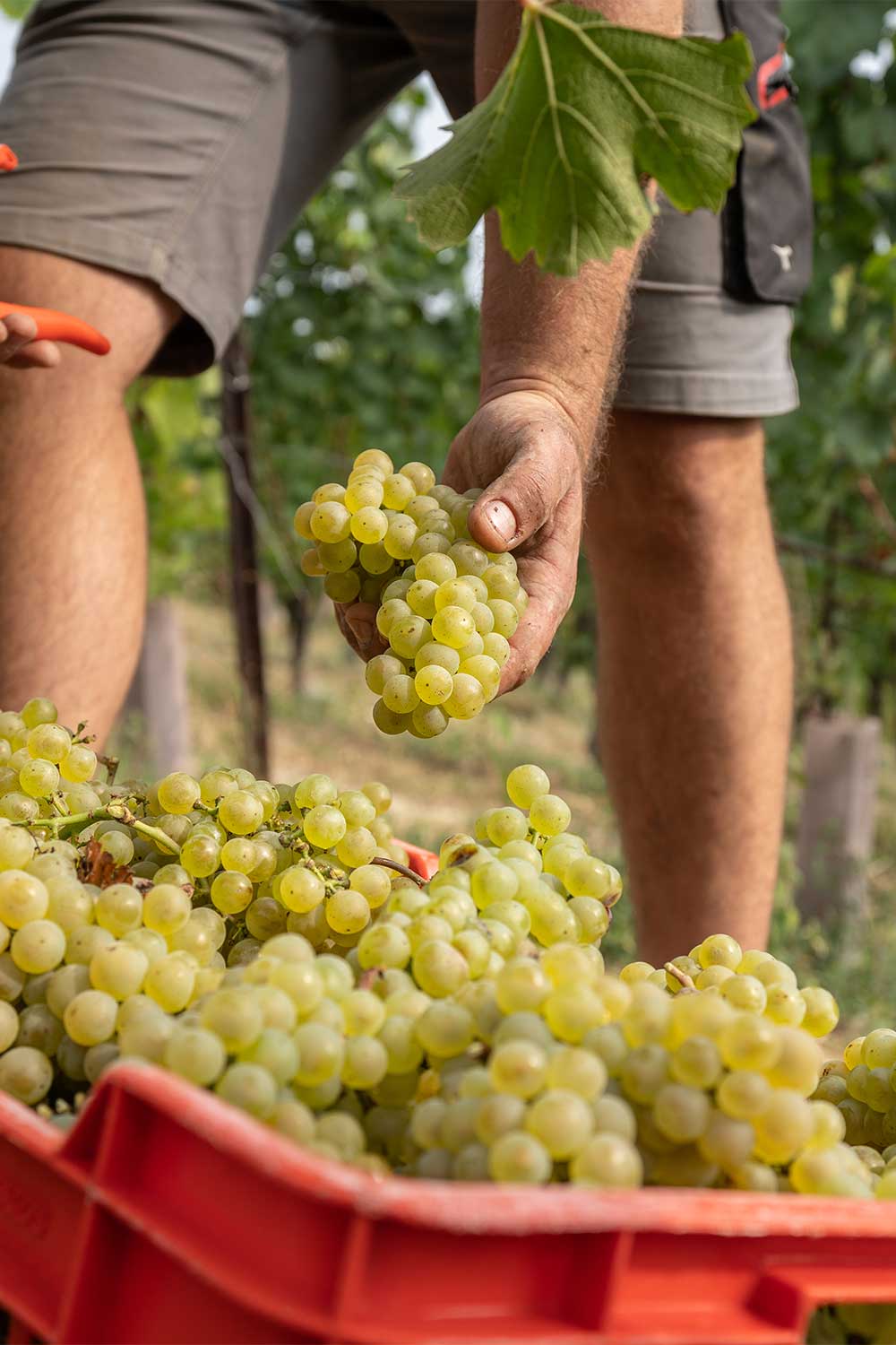 Harvest of the chardonnay grapes