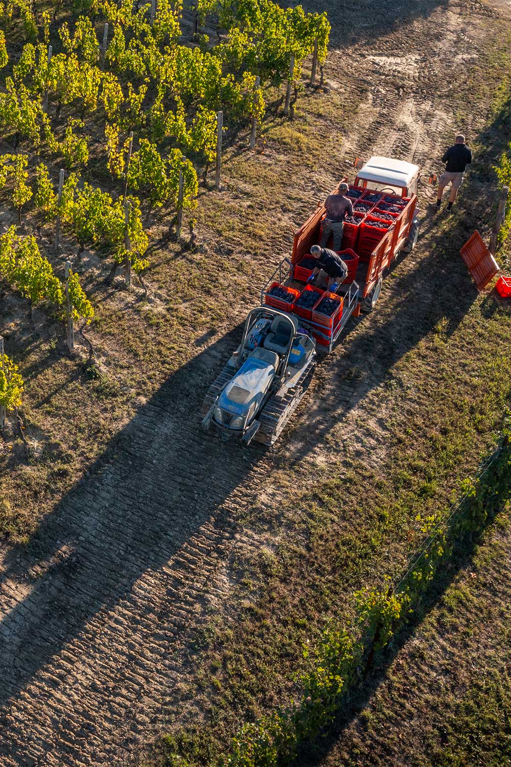 Vendemmia al tramonto